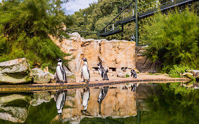 Diese niedlichen Hunboldt-Pinguine sind nicht nur zu besichtigen: Gäste, Tierliebhaber und Gönner können tierisch Gutes mit einer Patenschaft bewirken.