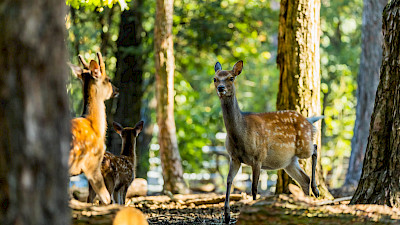 Wildfreigehege Nöttler Berg