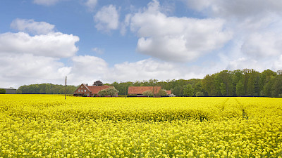 Rapsblüte Greven