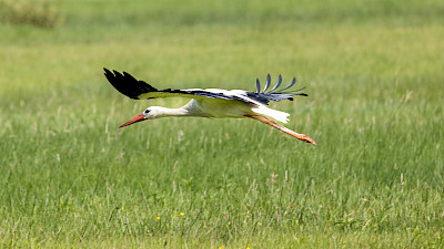 A special habitat for storks too