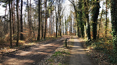 Waldwege in Ahlintel