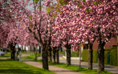 Kirschbaum-Allee in Emsdetten