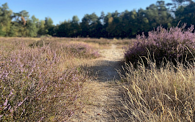 Dünenlandschaft Elte