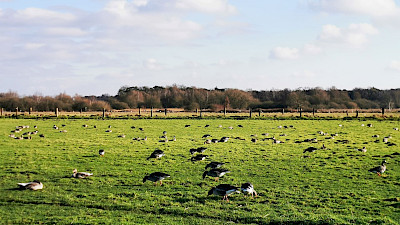 Natuur in Sinningen