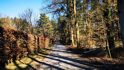 Bospaden in Sinningen