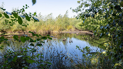 Wasserlandschaften im Emsdettener Venn