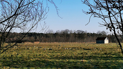 Wiesenlandschaften im Emsdettener Venn