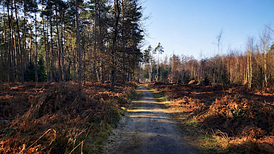Farnwälder entlang der Strecke