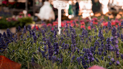 Impressionen Wochenmarkt